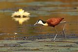 African Jacana