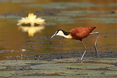 African Jacana