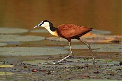 African Jacana