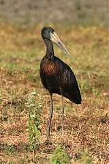 African Openbill