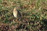 African Pipit