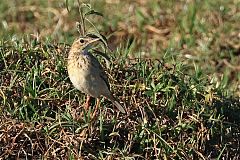 African Pipit