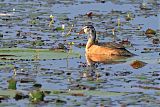 African Pygmy-Gooseborder=