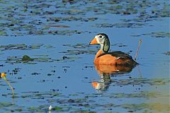 African Pygmy-Goose