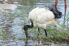 African Sacred Ibis