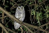 African Scops-Owl