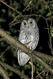 African Scops-Owl