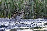 African Snipeborder=