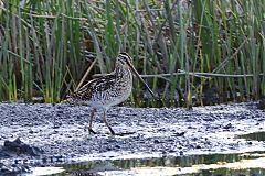 African Snipe