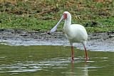 African Spoonbillborder=