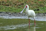 African Spoonbillborder=