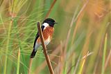 African Stonechat