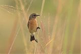 African Stonechat