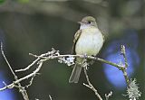 Alder Flycatcher