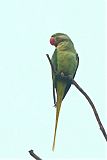 Alexandrine Parakeetborder=