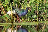 Allen's Gallinule