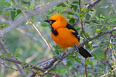 Altamira Oriole