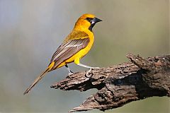 Altamira Oriole