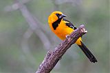 Altamira Oriole