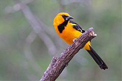 Altamira Oriole