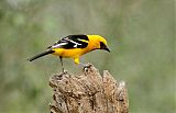 Altamira Oriole