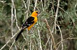 Altamira Orioleborder=