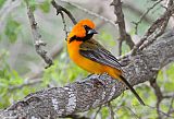 Altamira Orioleborder=