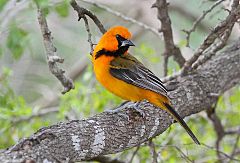 Altamira Oriole