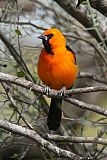 Altamira Orioleborder=