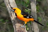 Altamira Orioleborder=