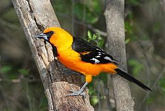 Altamira Oriole