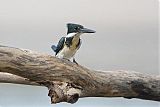 Amazon Kingfisher