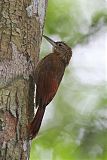 Amazonian Barred-Woodcreeper