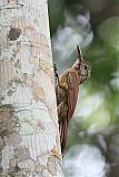 Amazonian Barred-Woodcreeper