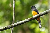 Amazonian Trogon