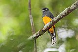 Amazonian Trogon