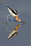 American Avocetborder=