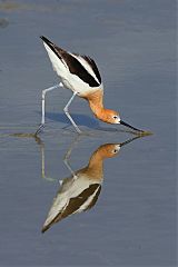 American Avocet