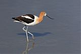 American Avocet