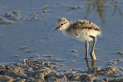 American Avocet