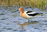 American Avocetborder=