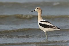 American Avocet