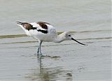 American Avocetborder=