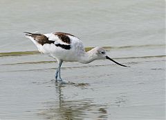 American Avocet