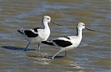 American Avocetborder=