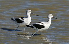 American Avocet