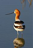 American Avocetborder=