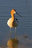 American Avocet