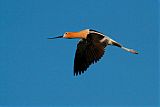 American Avocetborder=