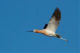 American Avocetborder=